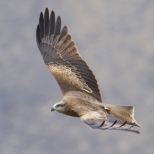 Black Kite